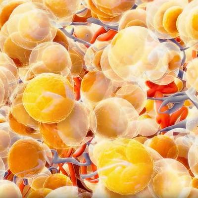 3D-Darstellung von Fettzellen (Adipozyten) im menschlichen Gewebe zur Veranschaulichung von Lipidstoffwechsel, Fettstoffwechselstörungen und moderner Labordiagnostik in der Laborambulanz.