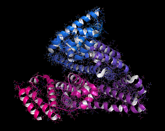 Human serum albumin protein, 3D rendering. Cartoon & wireframe r